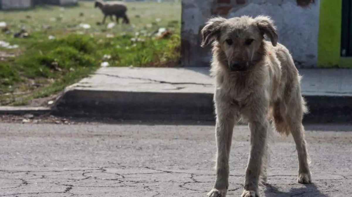 abandono animal perros